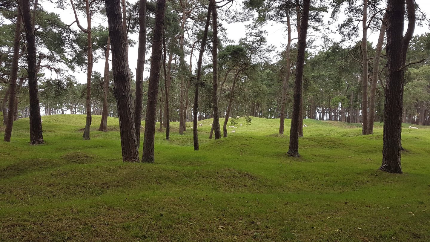 Forêt de Vimy avec les trous d'obus